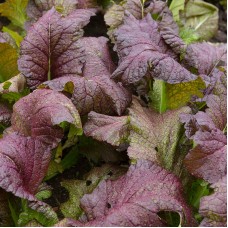 Organic Leaf Mustard - Red Giant
